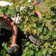 production viticole 2016