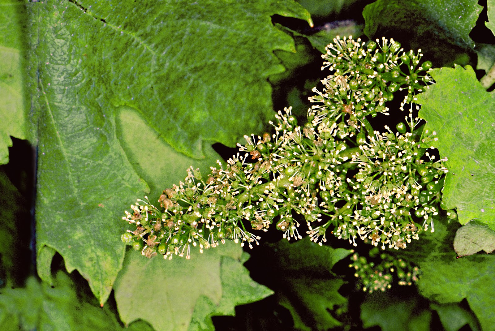 Fleur de juin