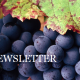 newsletter vin