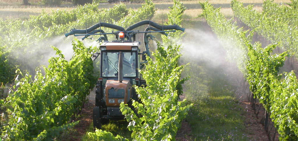 Un projet d'arrêté pour les phyto très restrictif phyto vin