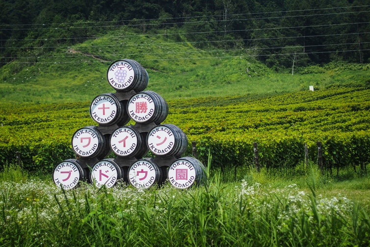 Vignes d'Hokkaido, au nord du Japon vignes japon
