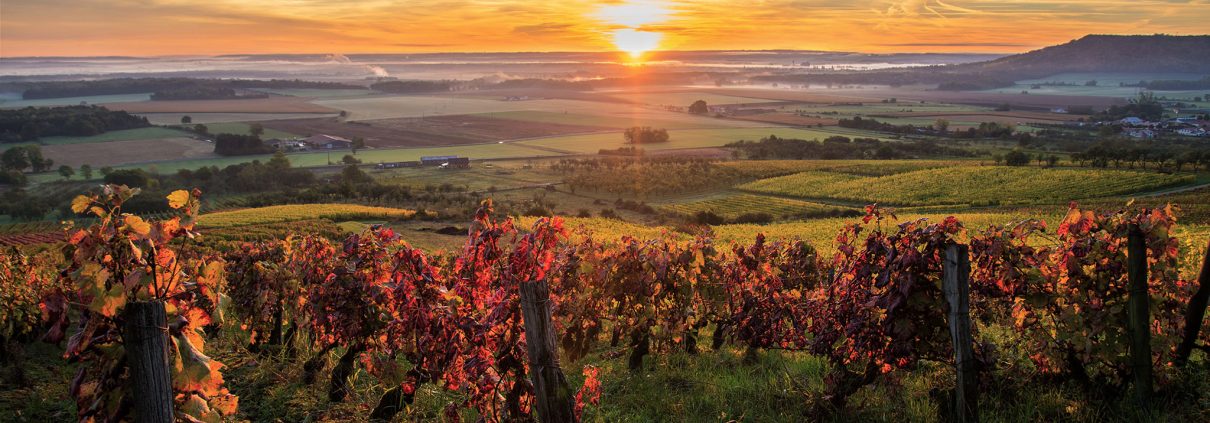 photographe-nancy-soleil-vignes-lorraine-automne