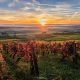 photographe-nancy-soleil-vignes-lorraine-automne