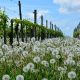 dandelion-2251822_960_720