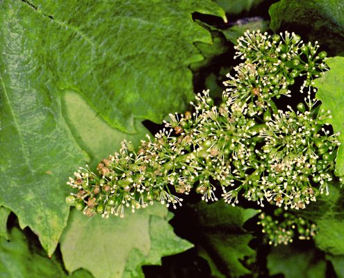 Fleur de juin