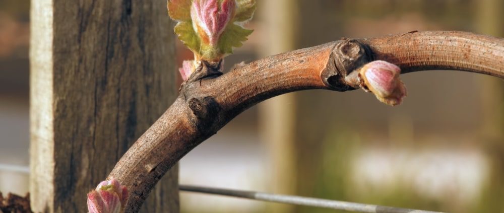 bourgeons-vignobles-capdemourlin