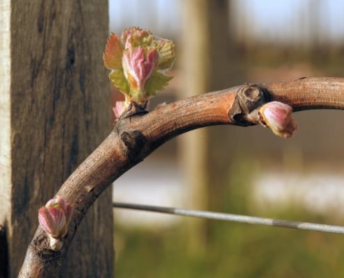 bourgeons-vignobles-capdemourlin