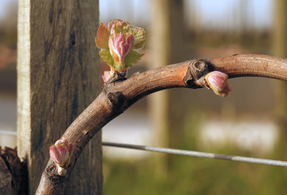 bourgeons-vignobles-capdemourlin